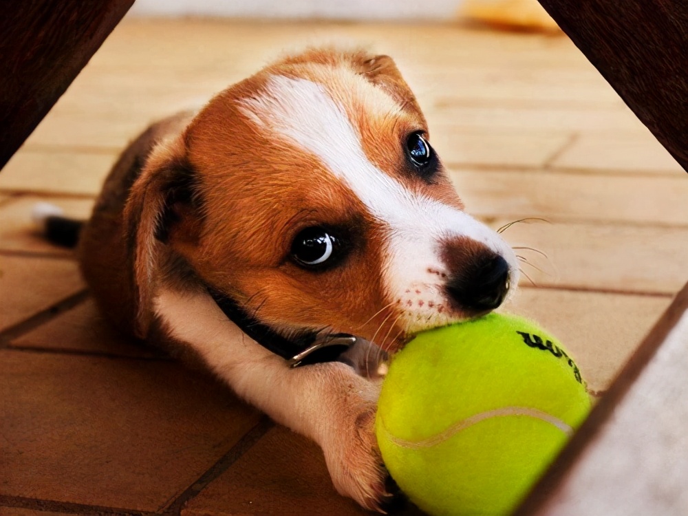 最忧郁的狗品种