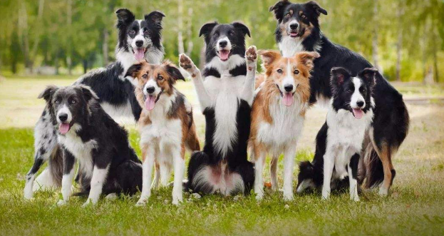 边牧狗有几种颜色