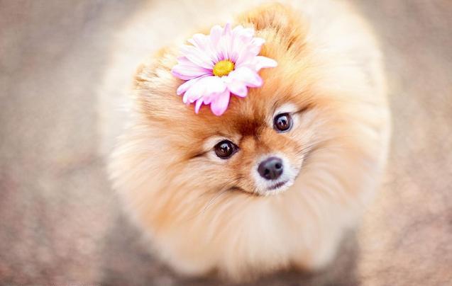 博美有尖嘴巴是不纯吗