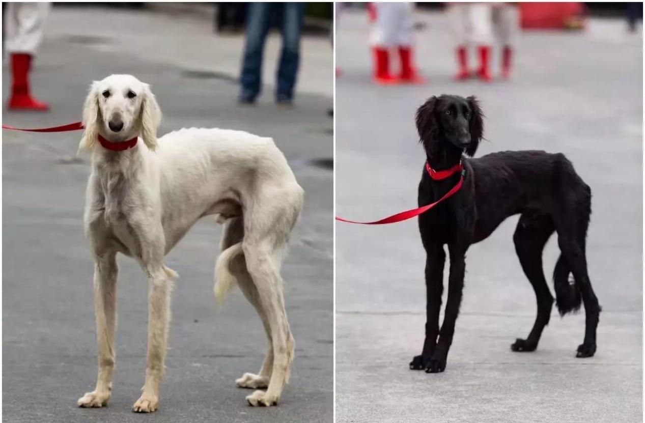 细狗品种如何分辨品种