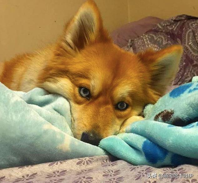 白博美和白博美配出什么样的狗狗