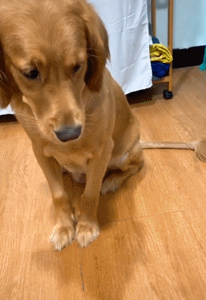 金毛狗狗的寿命一般是多久