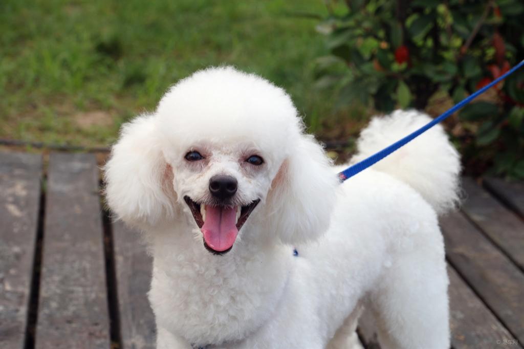 巨贵犬哪个颜色最贵