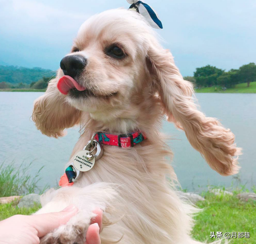 黑色可卡犬多少钱一只