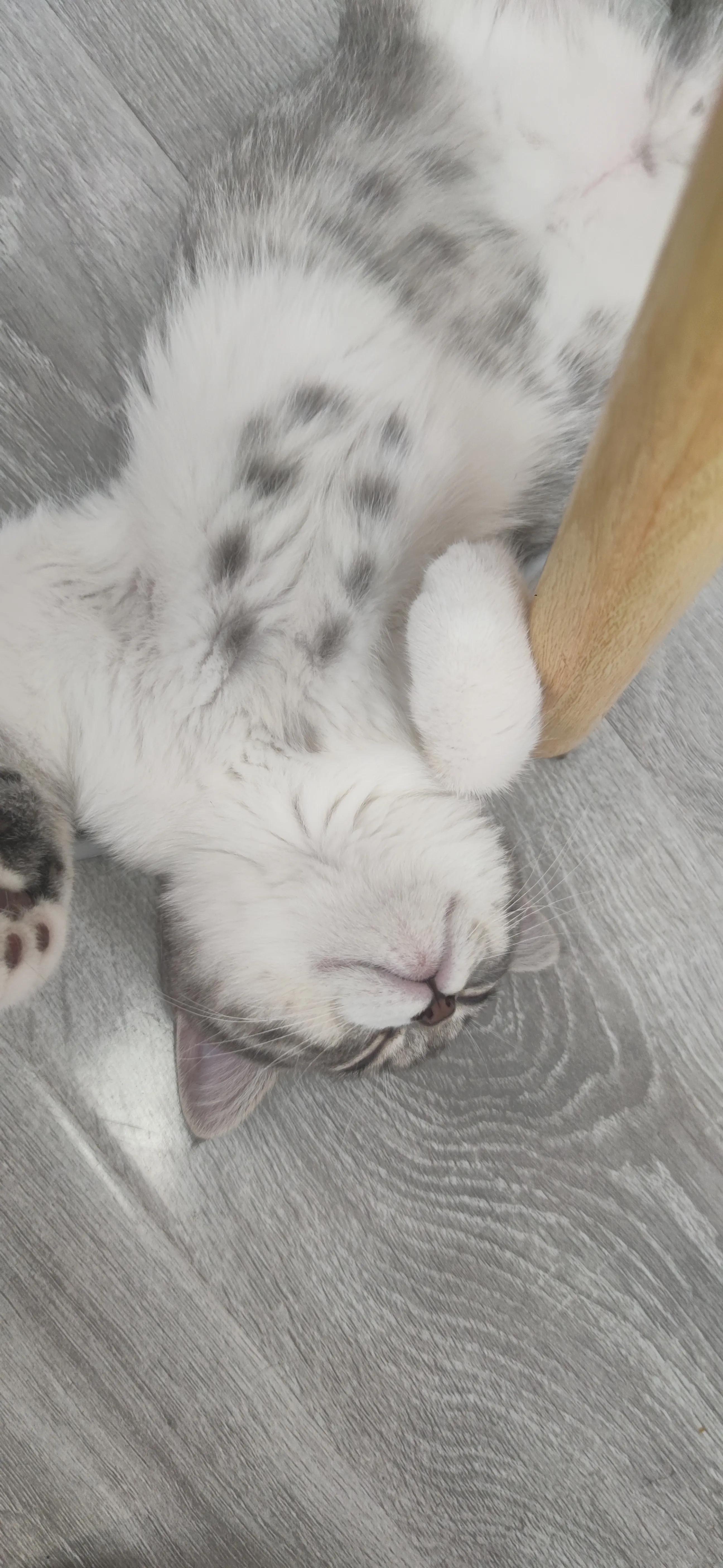 冻干拌猫粮对猫咪的危害