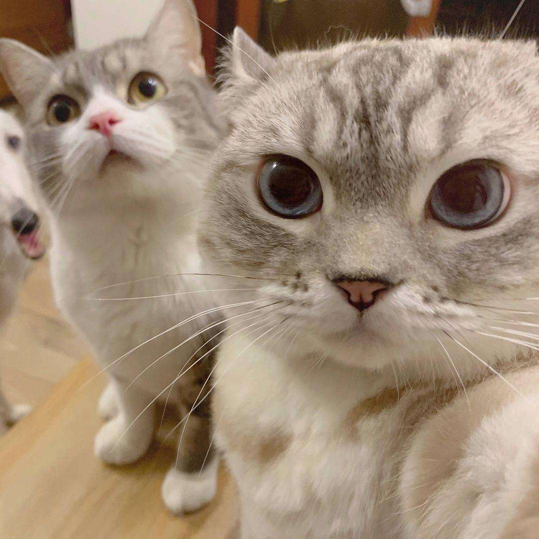 公猫和母猫养哪个好