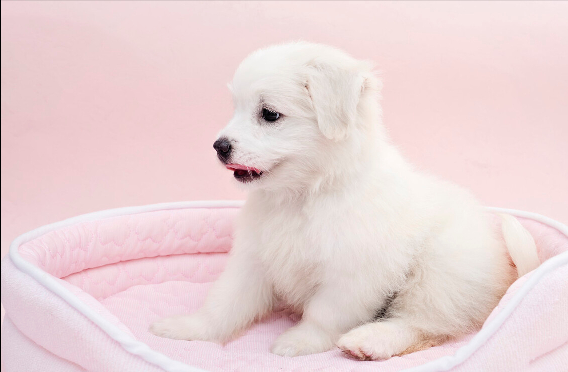 狗狗的皮肤病有哪些