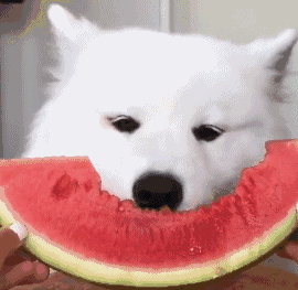 纯种萨摩耶成年犬图片