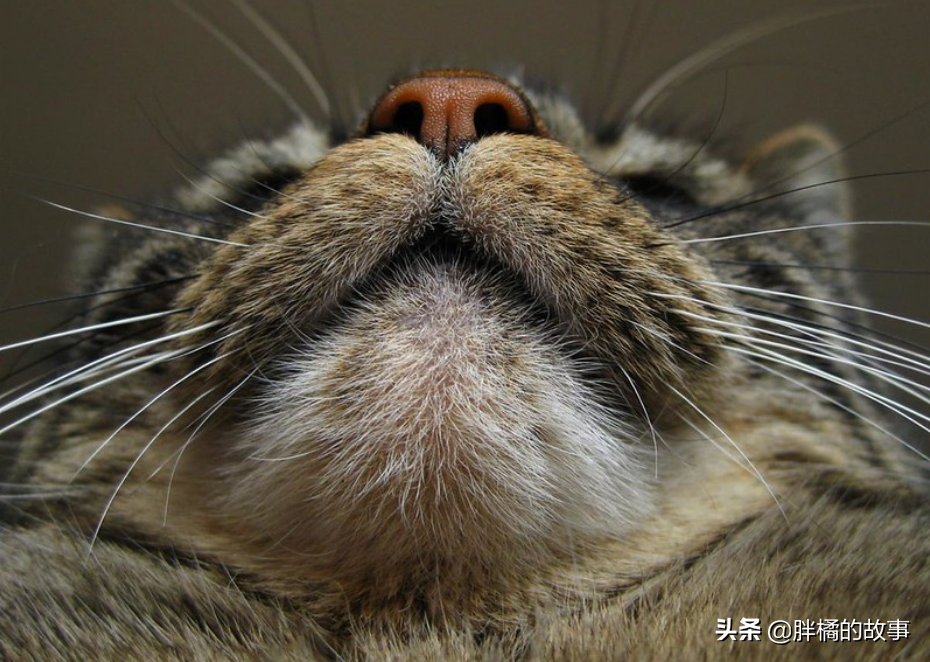 猫胡须白是怎么回事