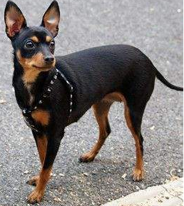 长不大的小狗狗有哪些