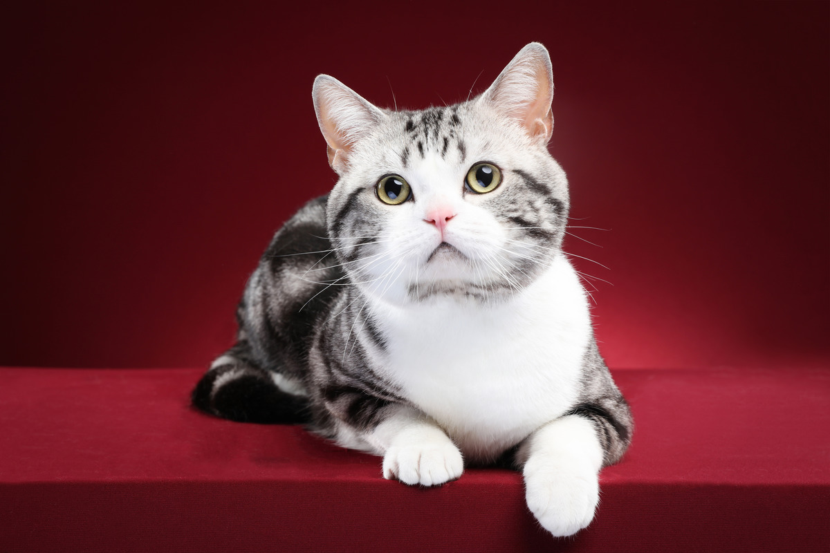 美短猫多少钱一只