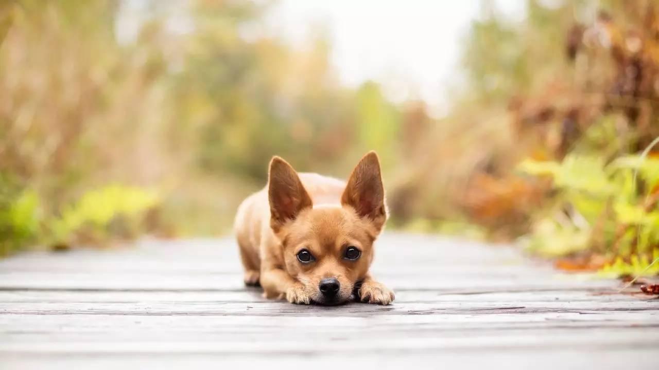 狗屋门口向什么方向才好