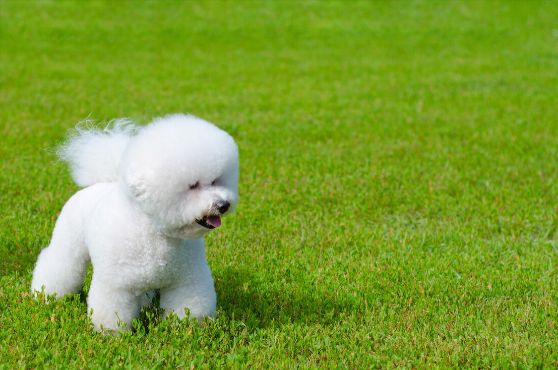 比熊属于哪个国家的品种狗