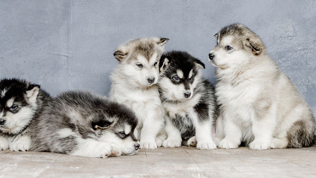 阿拉斯加雪橇犬吃什么