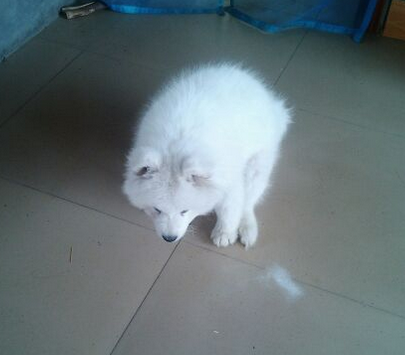 萨摩耶幼犬怎么训练上厕所