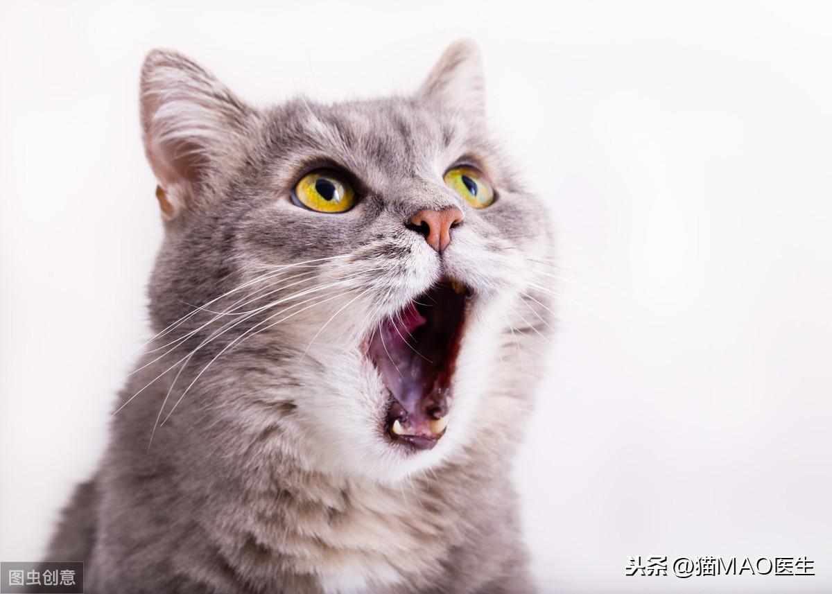 猫咪不吃东西是什么原因