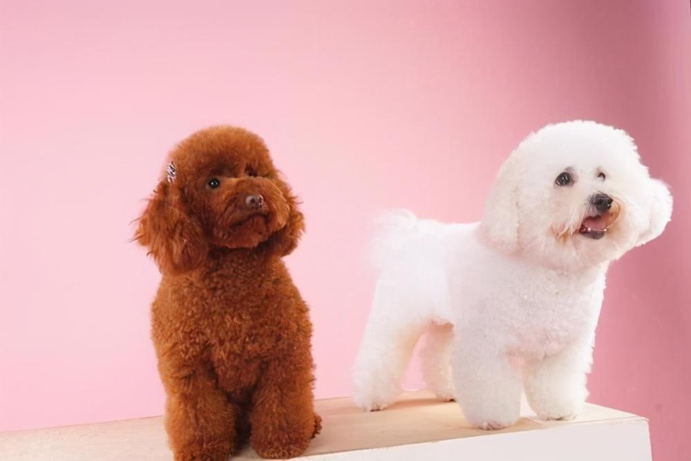 卷毛比熊犬和泰迪的区别