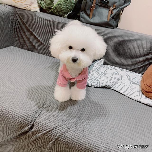 狗狗老打喷嚏是什么原因