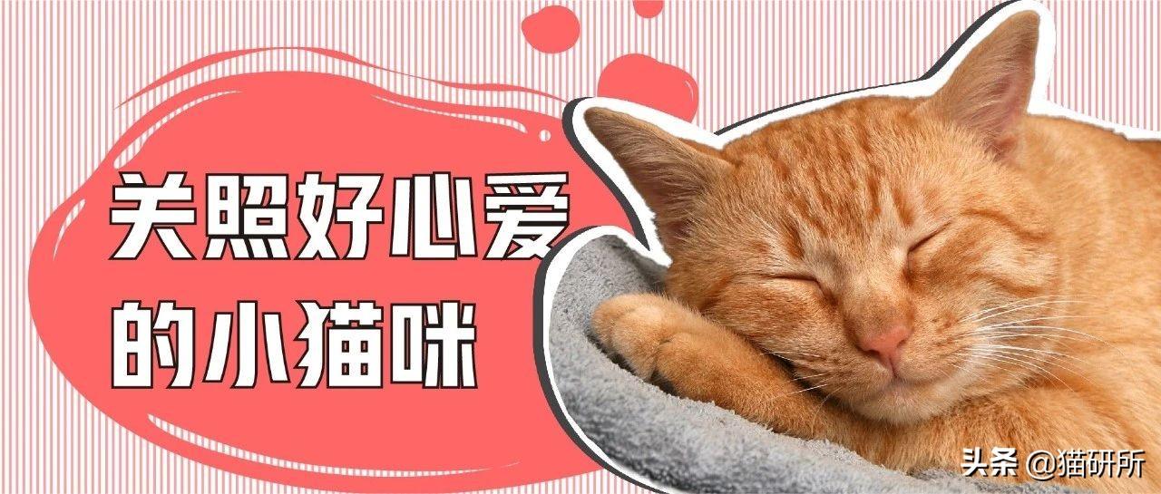 小猫没有任何症状突然死了