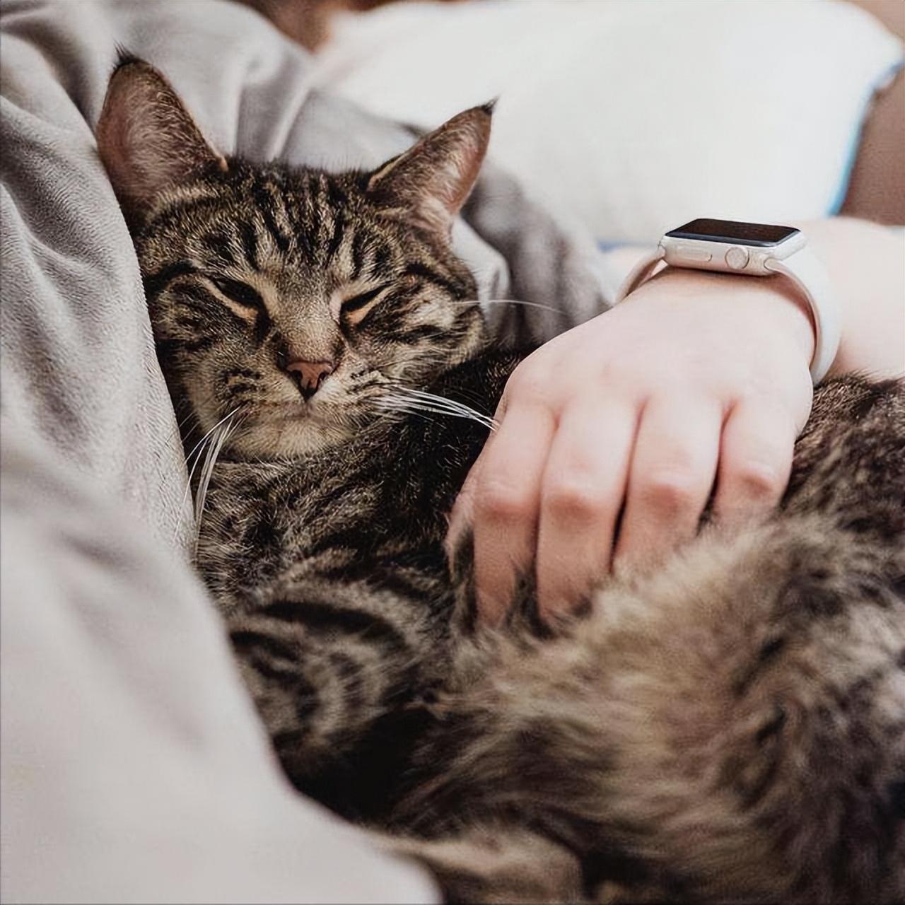 宠物猫喜欢跟主人睡正常吗