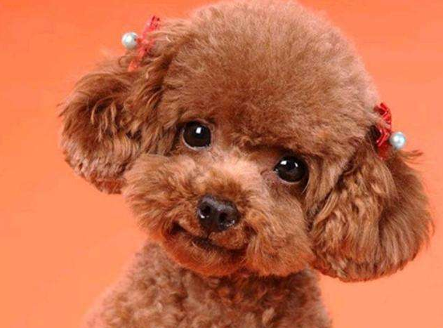 泰迪的寿命是多少年