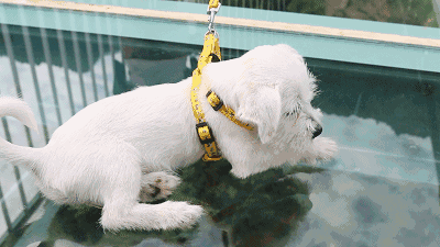 18种串串狗图片介绍