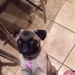 小型犬品种大全