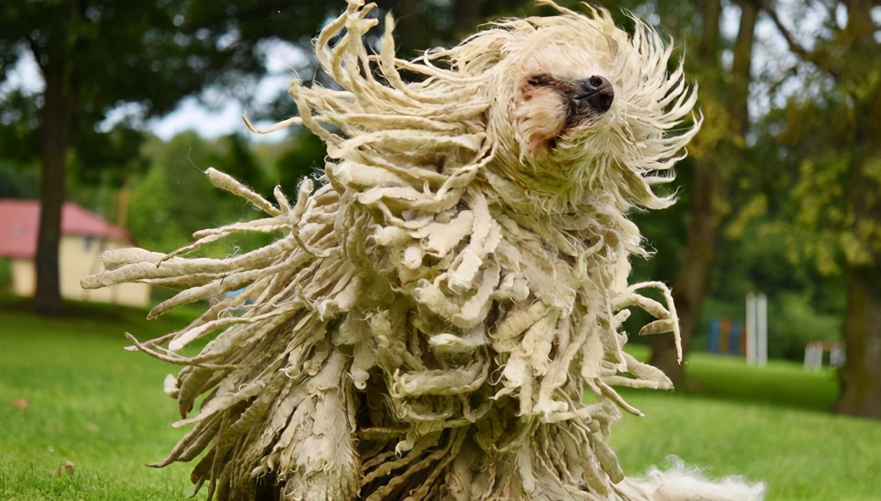 不长毛狗犬有哪些品种