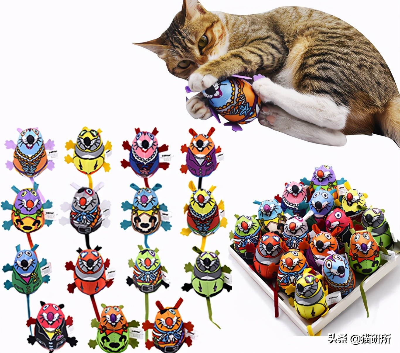 薄荷对猫有没有影响