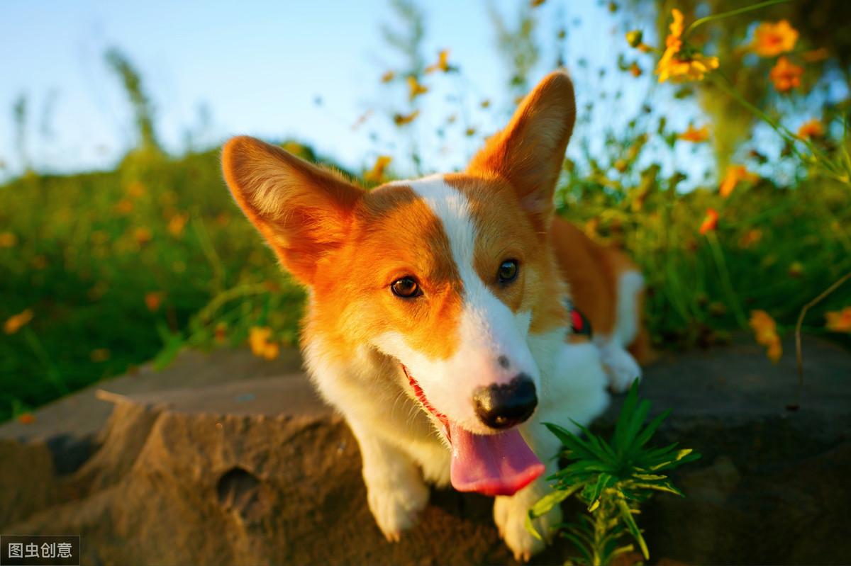 正宗柯基犬图片