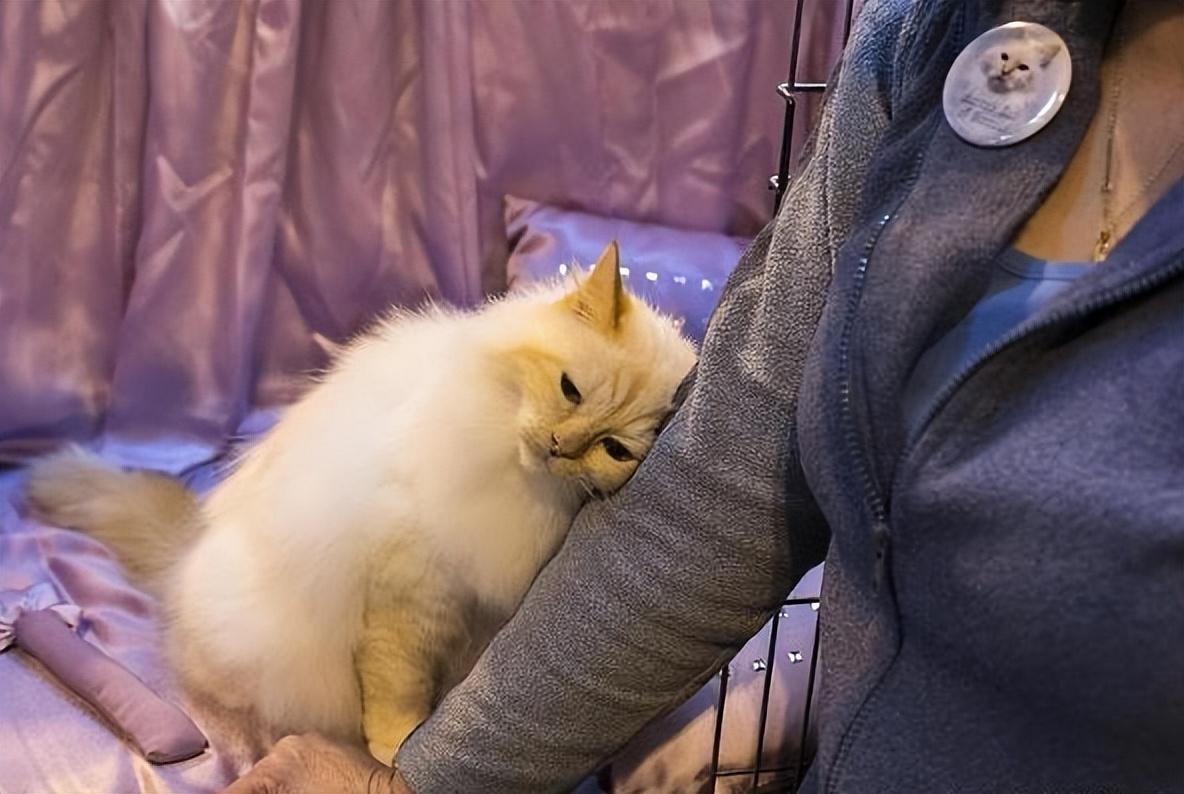 陌生猫跟着我什么兆头