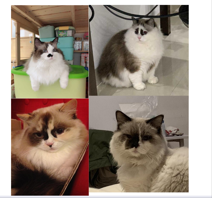 布偶猫长什么样子图片