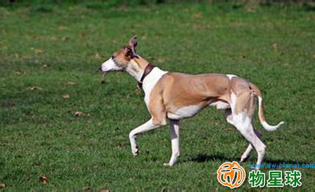 惠比特巴布简历