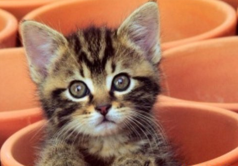 梦到自己养的猫哭了