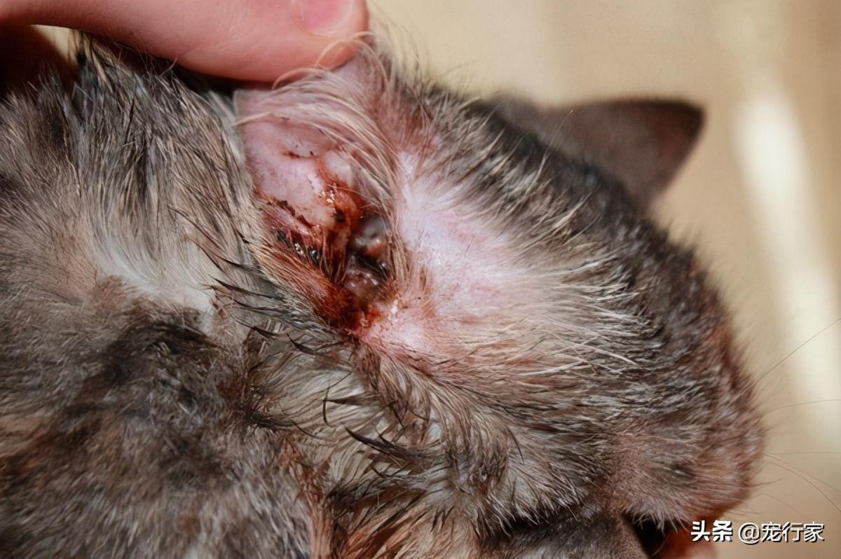 猫咪耳螨多久清理一次