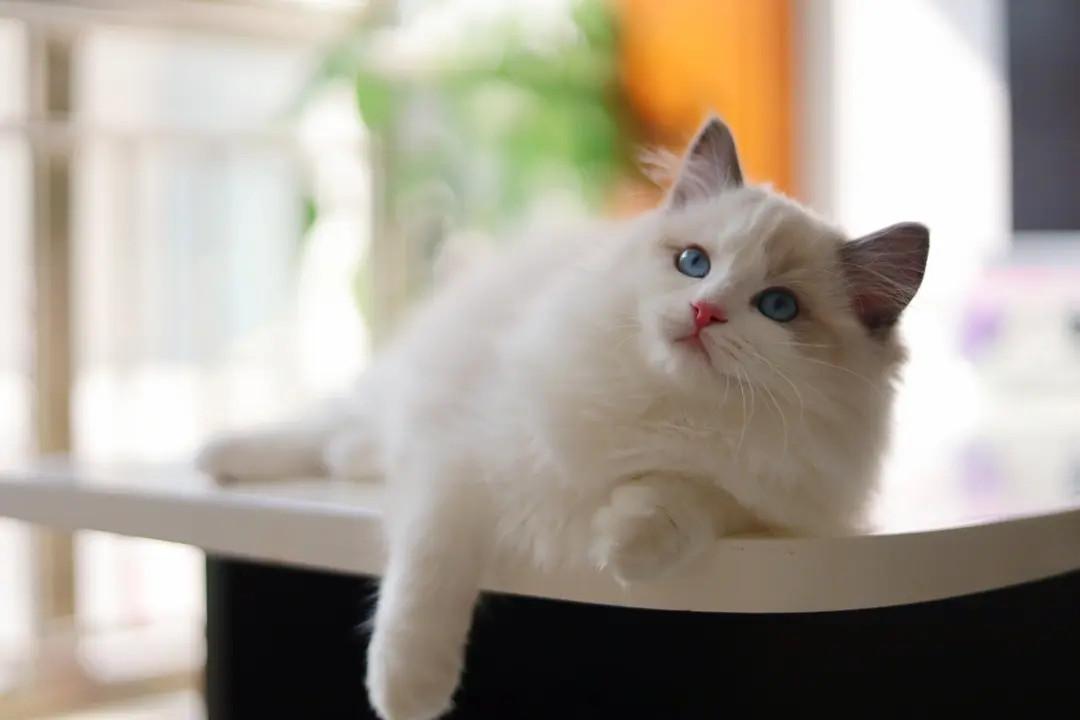 布偶猫哪个色最贵最好看