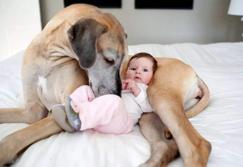 狗的平均寿命是多少