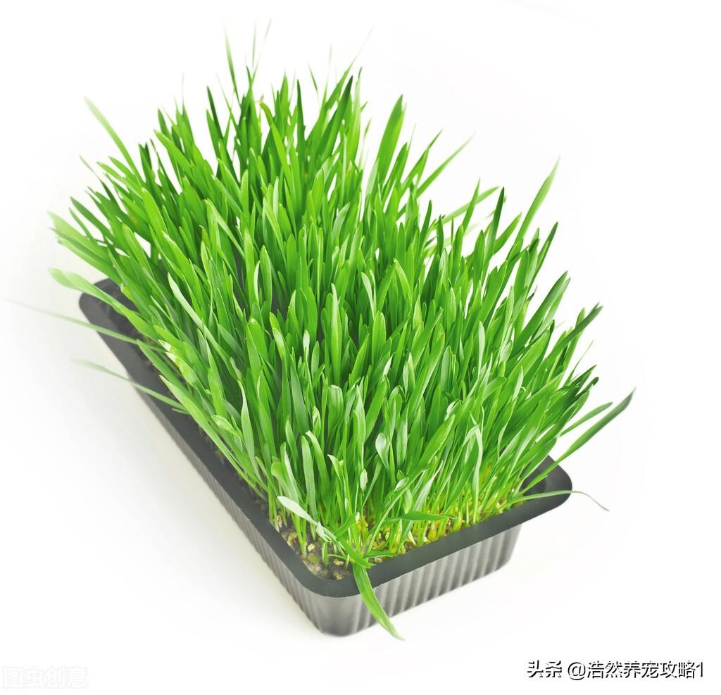 猫草是什么东西种出来的