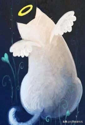 天使猫是怎么回事