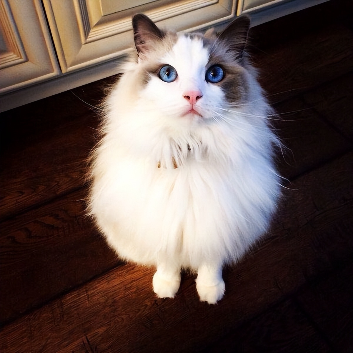 布偶猫可以独自在家吗