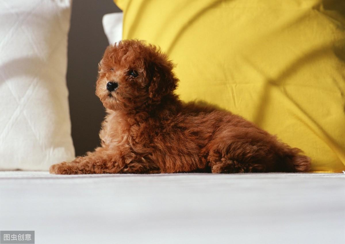 泰迪犬图片大全