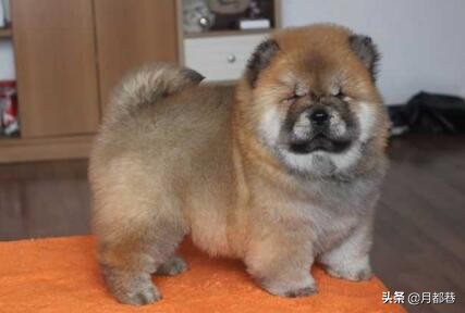 松狮犬价格多少钱一只