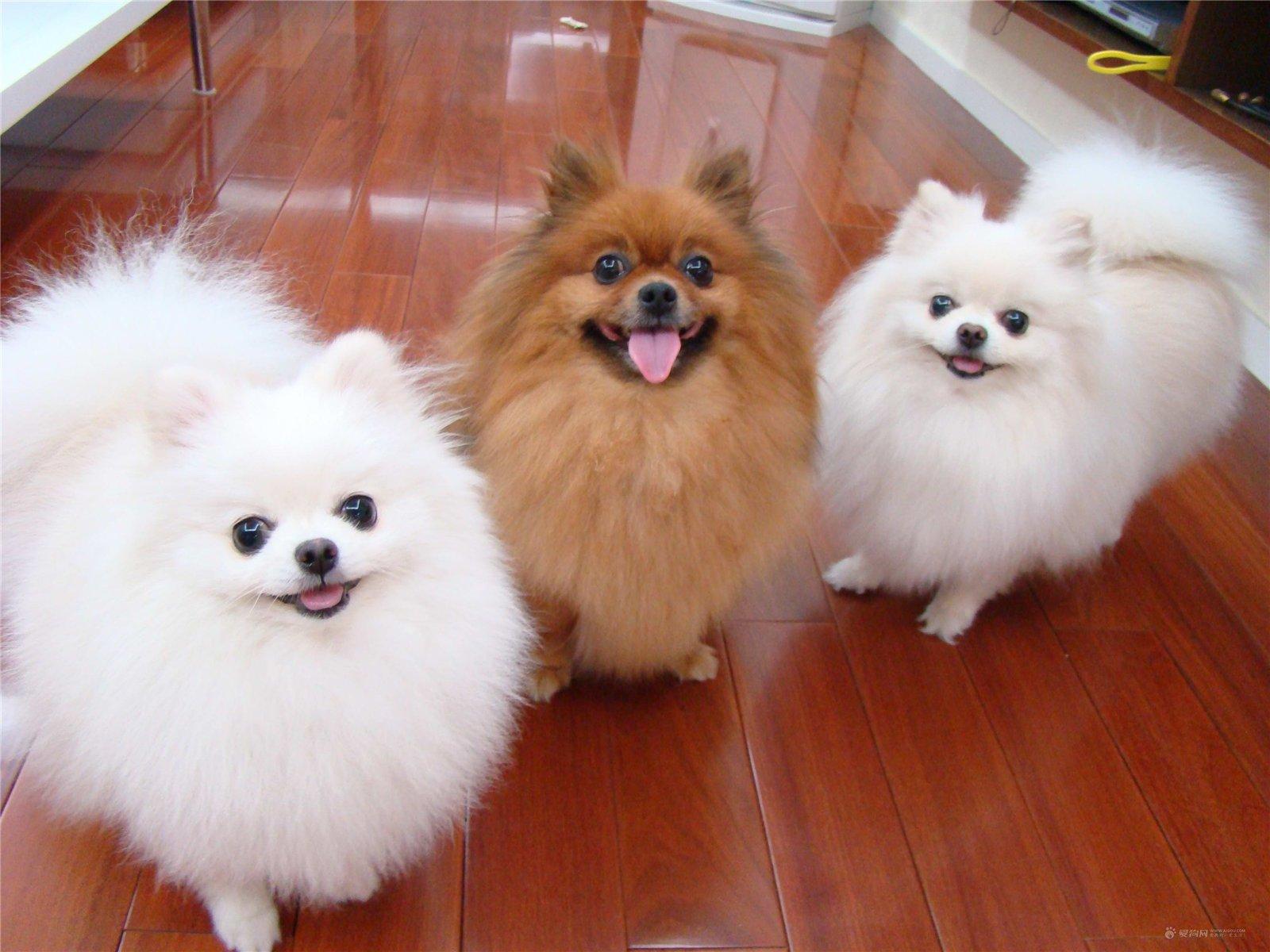 英式博美和美式博美哪种贵