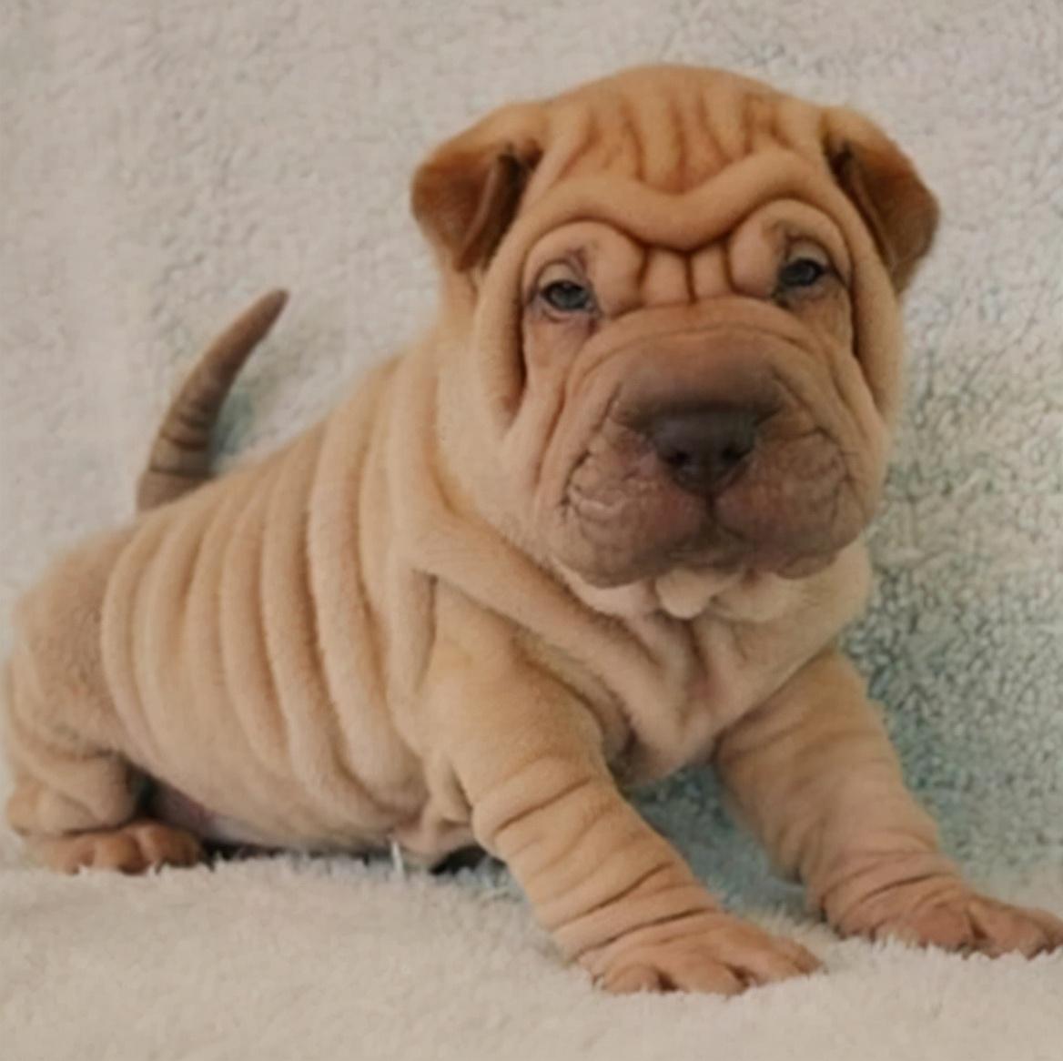 家里千万不要养沙皮犬