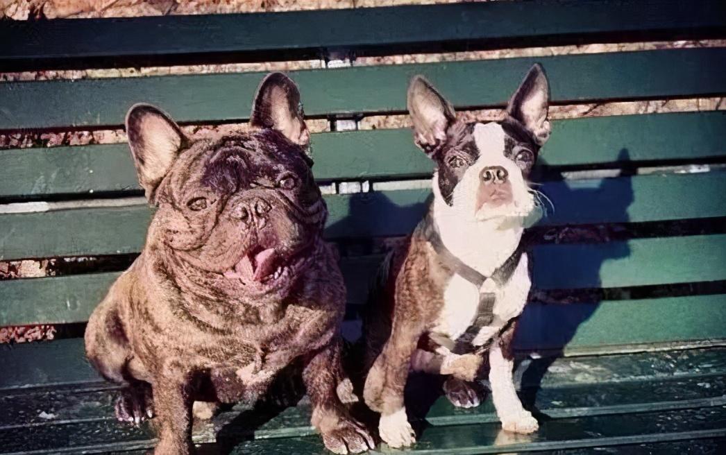 波士顿犬和法斗区别是什么