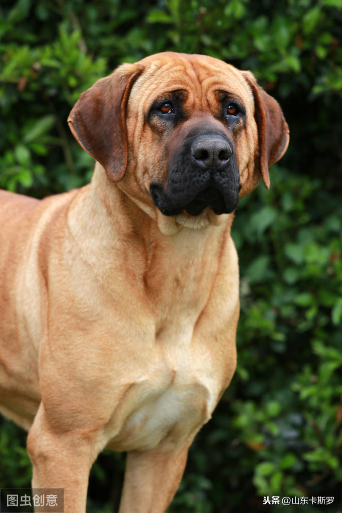 日本土佐犬简介（详解日本土佐犬的来历)