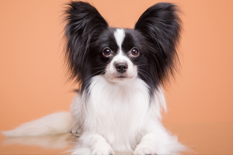 蝴蝶犬幼犬图片