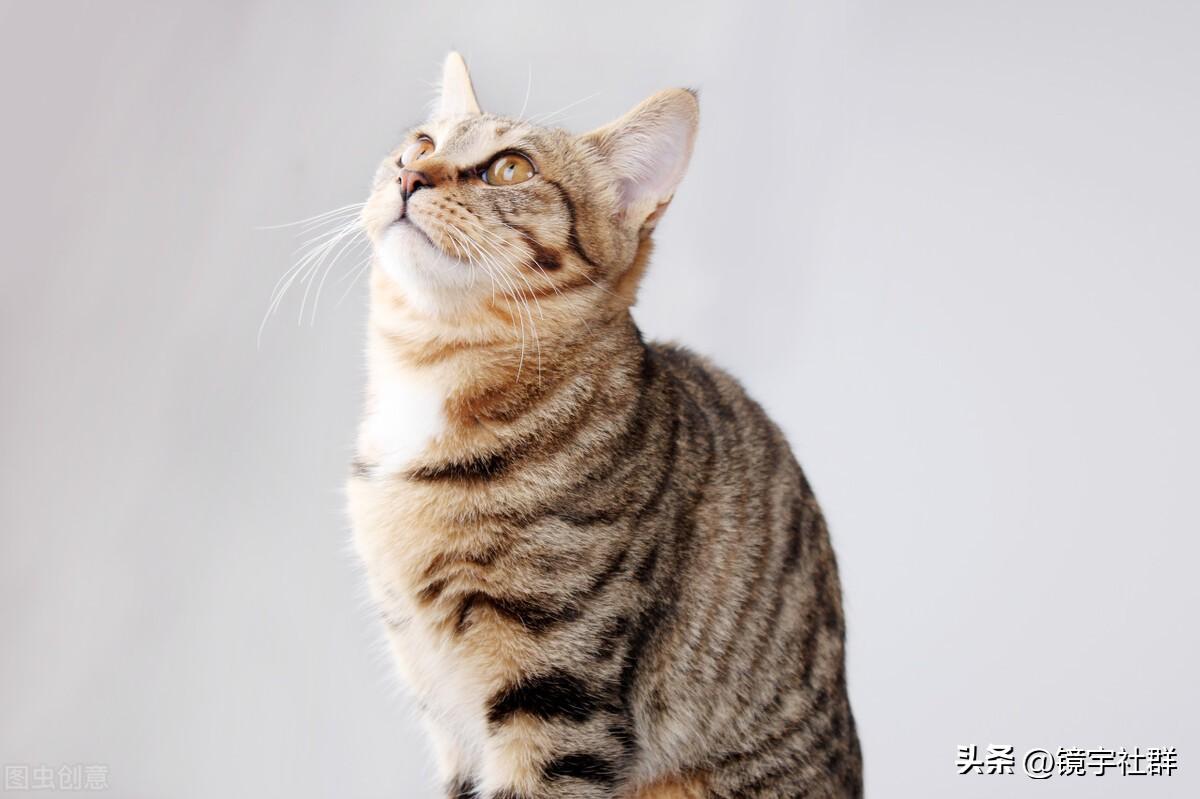 拿破仑矮脚猫多少钱一只