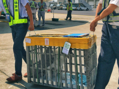 狗狗火车托运多少钱