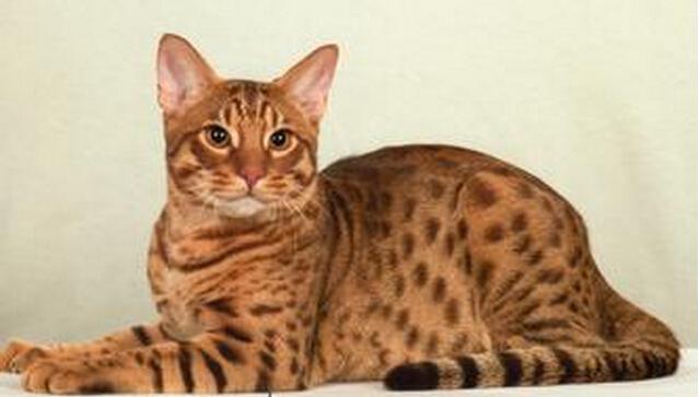 奥西猫是什么品种